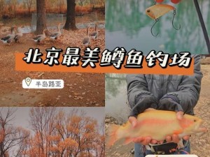 钓鱼攻略（成为高手，掌握精湛的钓鱼技术）