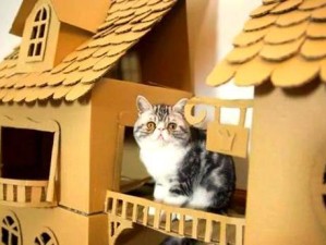探秘纸箱猫咪攻略（纸箱猫咪攻略41-打造宠物的乐园，让爱与舒适充满家居）