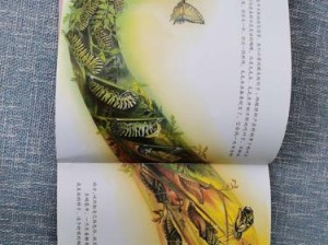 蝴蝶4技能加点攻略——翅膀遍地舞剑光（快速提升战力的关键技能选择与加点方法）